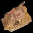 Spinosaurus Tooth With Jaw Section #61490-3